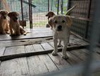 Labrador Puppies