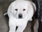 Labrador Puppies