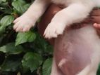 Labrador Puppies