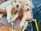 Labrador Puppies