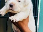 Labrador Puppies