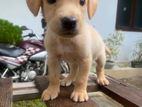 Labrador Retriever Puppies