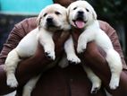 Labrador Puppies