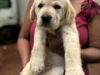 Labrador Puppies