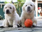 Labrador Puppies