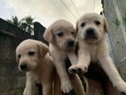 Labrador Puppies