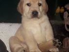 Labrador Puppies