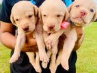 Labrador Puppies