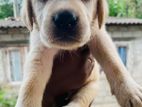 Labrador Puppies