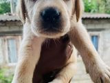 Labrador Puppies