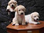 Labrador Puppies