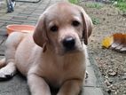 Labrador Puppies