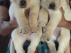 Labrador Puppies