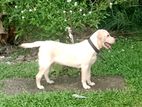 Labrador Puppies