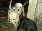 Labrador Puppies