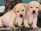 Labrador Puppies