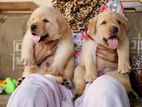 Labrador Puppies