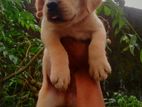 Labrador Puppies