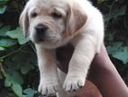 Labrador Puppies