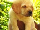 Labrador Puppies