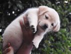 Labrador Puppies