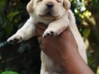 Labrador Puppies