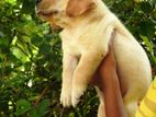 Labrador Puppies