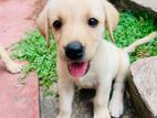 Labrador puppies