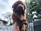 Labrador Puppies