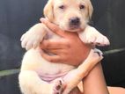 Labrador Puppies