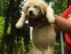 Labrador Puppies