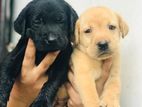 Labrador Puppies