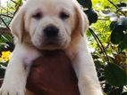 Labrador Puppies