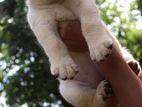 Labrador Puppies