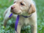 Labrador Puppies