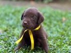 Labrador Puppies