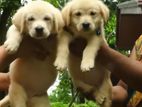 Labrador Puppies