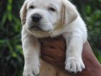 Labrador Puppies