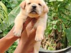 Labrador Puppies