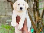 Labrador Puppies