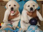 Labrador Puppies