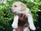 Labrador Puppies