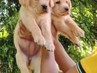 Labrador Puppies