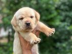 Labrador Puppies