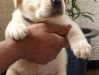 Labrador Puppies