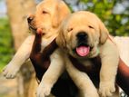 Labrador Puppies