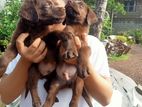 Labrador Puppies