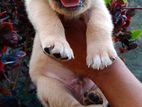 Labrador Puppies