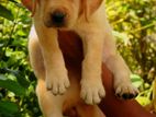 Labrador Puppies