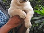 Labrador Puppies